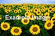 Example sunflower image